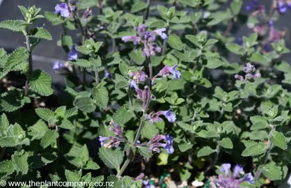 nepeta-six-hills-giant--2