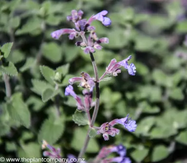 nepeta-six-hills-giant-