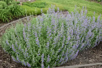 nepeta-walkers-low--1