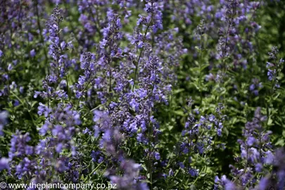 nepeta-walkers-low--5