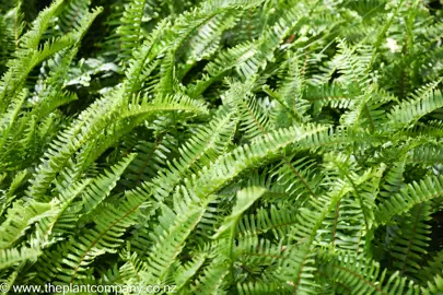 Nephrolepis flexuosa ferns in a garden with lush green foliage.