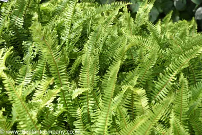 Nephrolepis flexuosa ferns with lush green foliage.