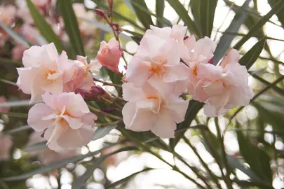 nerium-oleander-provence-