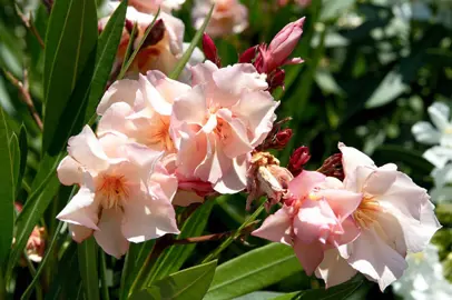 nerium-oleander-provence-1
