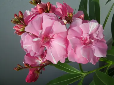 nerium-oleander-splendens-