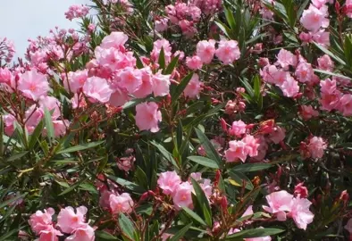 nerium-oleander-splendens-1