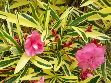 nerium-oleander-variegatum-