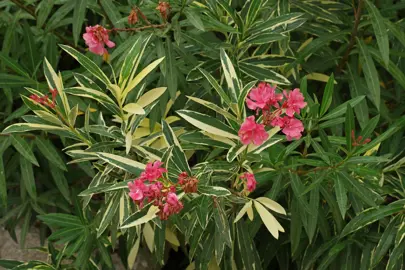 nerium-oleander-variegatum-1