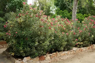 nerium-oleander-variegatum-2
