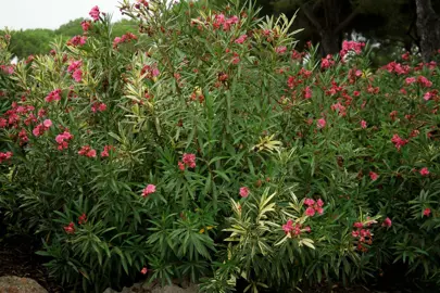 nerium-oleander-variegatum-3