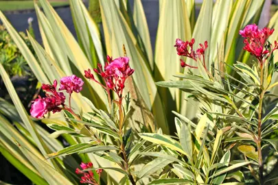 nerium-oleander-variegatum-4