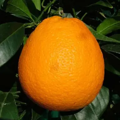 Newhall Orange fruit.