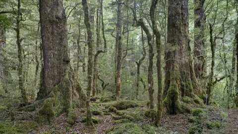 Nothofagus fusca (Red Beech) forest.