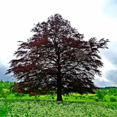 Nothofagus fusca (Red Beech) tree.