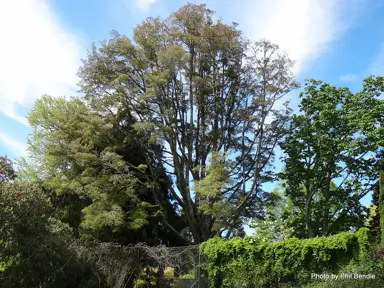 A Nothofagus solandri (Black Beech) tree in a native reserve.