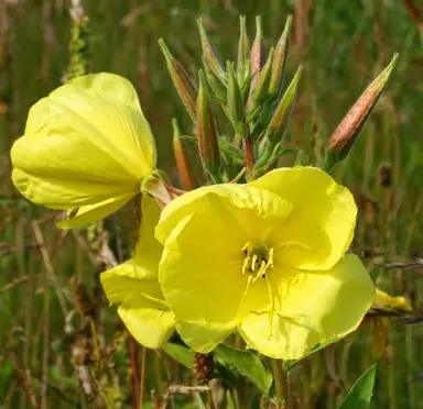 Oenothera biennis (Evening Primrose) plant with stunning yellow flowers.