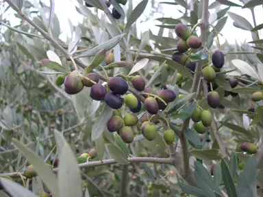 olive-j2-