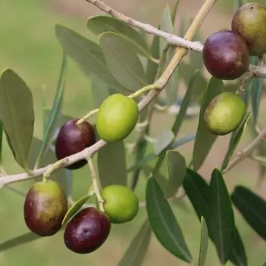 olive-rakino-1