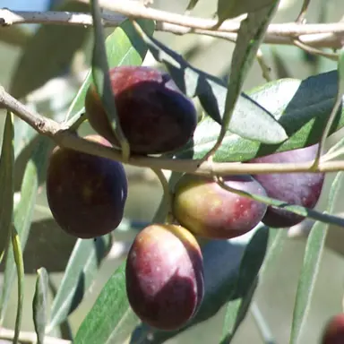 olive-el-greco-1