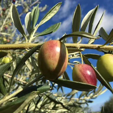 olive-ascolano-
