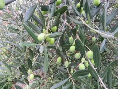 olive-frantoio-1