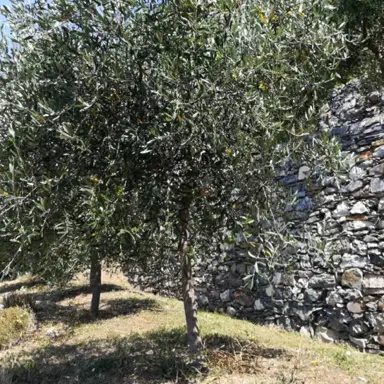 olive-frantoio-2