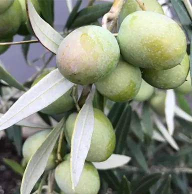 olive-frantoio-3