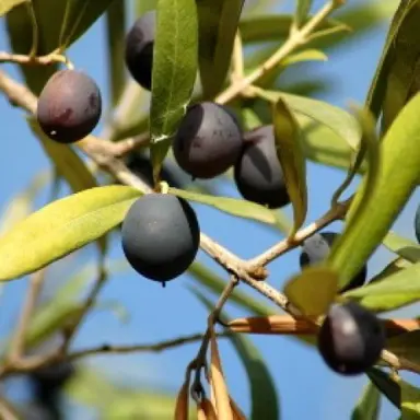 olive-koroneiki-