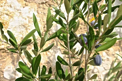 olive-manzanillo-1