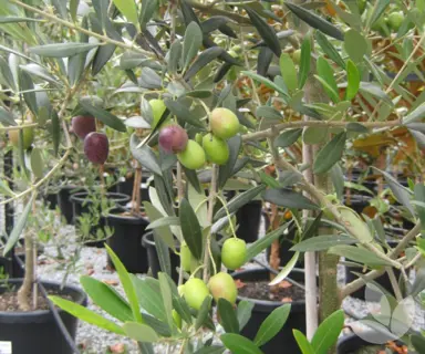 olive-manzanillo-3