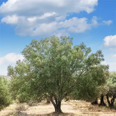 olive-manzanillo-4