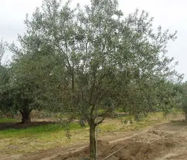 olive-manzanillo-5