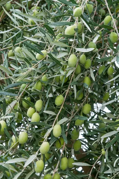 olive-manzanillo-6