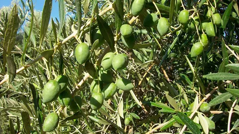 olive-picual-1