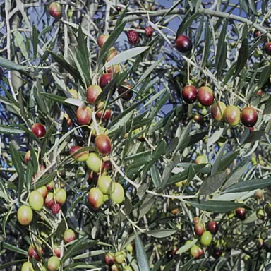 olive-verdale-1
