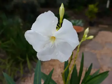 oleander-madonna--1