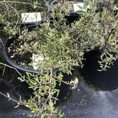 Olearia adenocarpa shrub for sale.