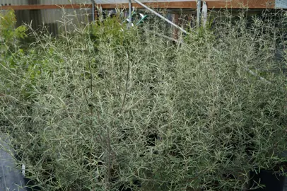 Olearia dartonii plants in a garden and displaying fine, grey foliage.