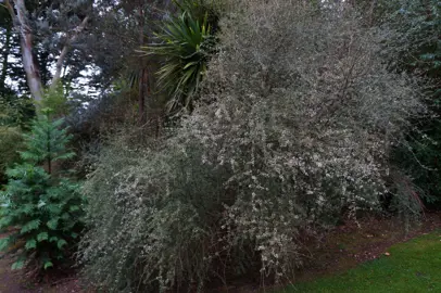 A mature Olearia lineata dartonii (Twiggy Tree Daisy) shrub with white flowers.
