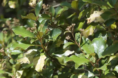 Lush green foliage on Olearia furfuracea.