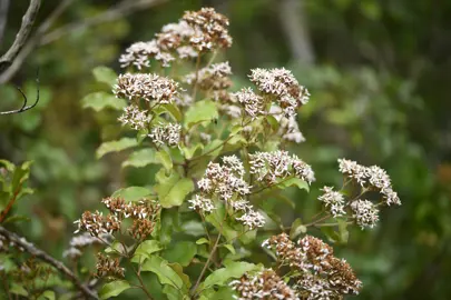 Foliage and flowers on Olearia furfuracea.