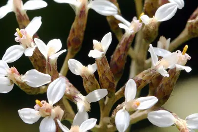 White flowers on Olearia furfuracea.