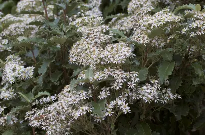 Olearia ilicifolia serrated foliage on a shrub with white flowers.