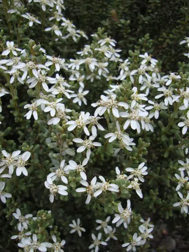 Olearia nummularifolia white flowers and green foliage on a  shrub