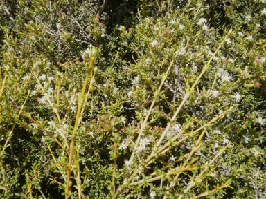 olearia-solandri--1