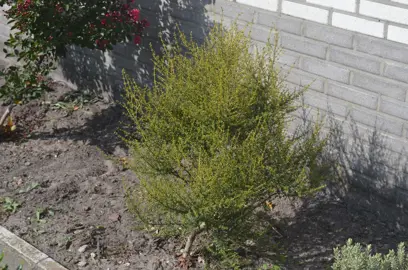 A small Olearia solandri (Coastal Tree Daisy) shrub in a garden.