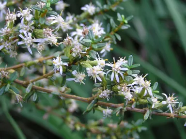 Olearia solandri (Coastal Tree Daisy) small white flowers on a stem.