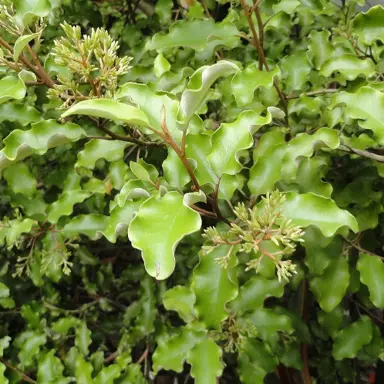 olearia-paniculata-1