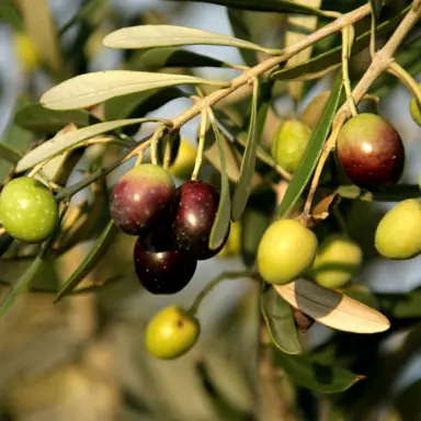olive-mission-