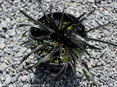 Ophiopogon 'Black Dragon' plant for sale at The Plant Company nursery.